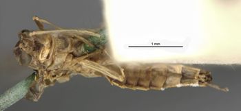 Media type: image;   Entomology 11235 Aspect: habitus ventral view